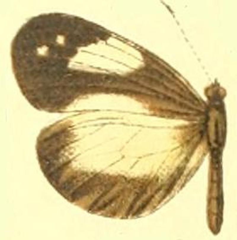 Dismorphia zathoe othoe female