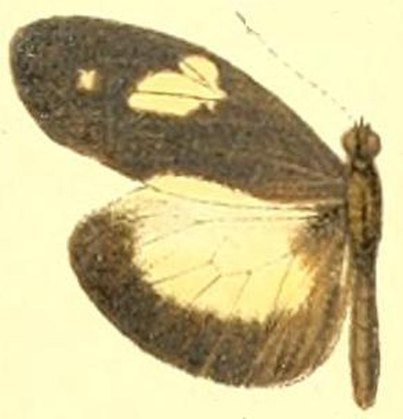 Dismorphia zathoe othoe male