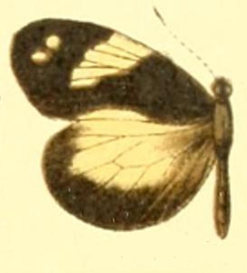 Dismorphia zathoe pallidula female