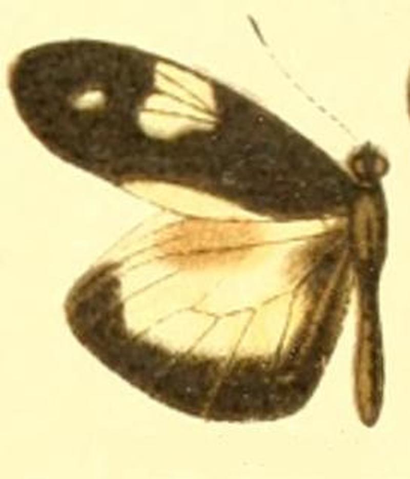 Dismorphia zathoe pallidula male