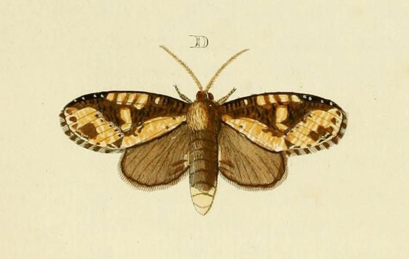 Disphragis tharis-CramerAndStoll-uitlandsche kapellen vol. 4- pl 308