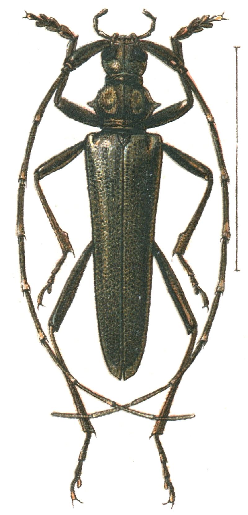 Distenia
