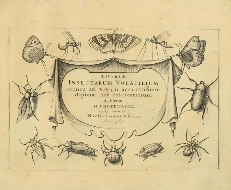 Diversæ insectarum volatilium (Plate 1) (6921321342)