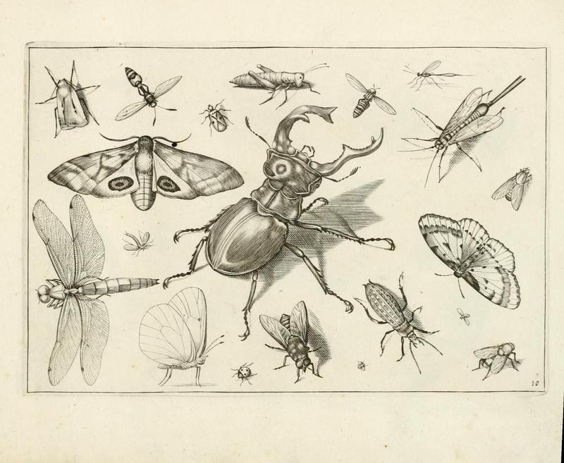 Diversæ insectarum volatilium (Plate 10) (7067403291)