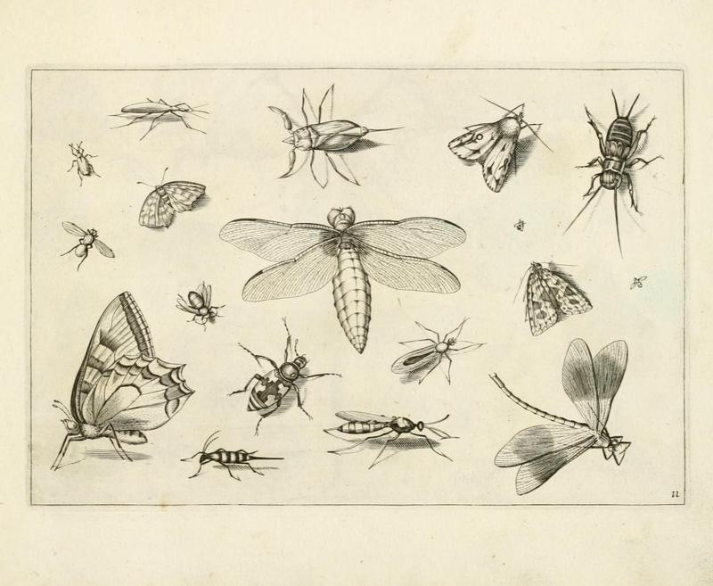 Diversæ insectarum volatilium (Plate 11) (6921323818)