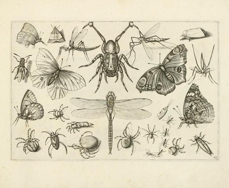 Diversæ insectarum volatilium (Plate 12) (7067403687)