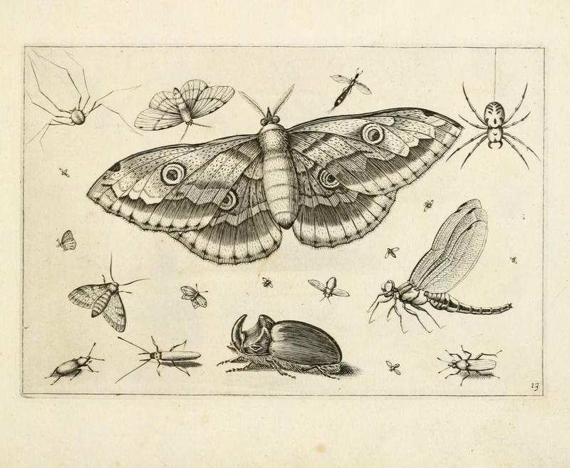 Diversæ insectarum volatilium (Plate 13) (7067403831)