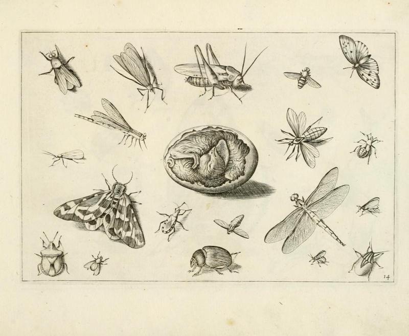 Diversæ insectarum volatilium (Plate 14) (6921324400)