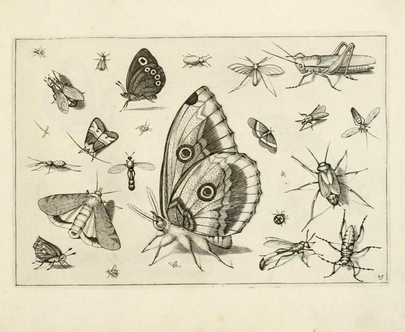 Diversæ insectarum volatilium (Plate 15) (7067404199)