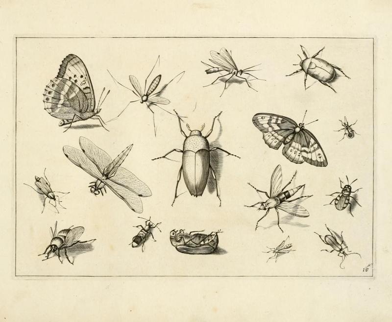 Diversæ insectarum volatilium (Plate 16) (7067404349)