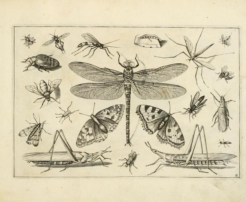 Diversæ insectarum volatilium (Plate 2) (7067401403)