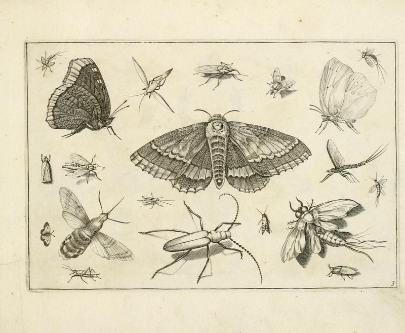 Diversæ insectarum volatilium (Plate 3) (7067401649)