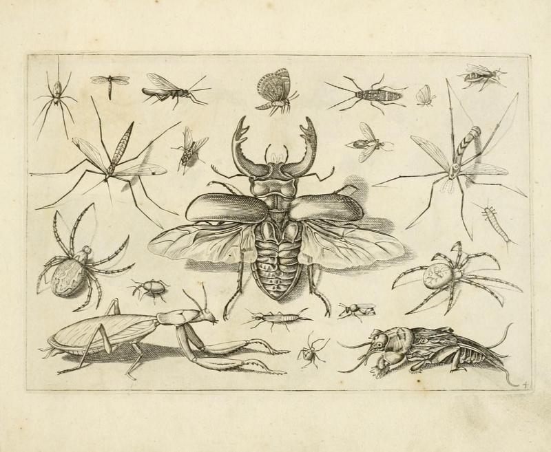 Diversæ insectarum volatilium (Plate 4) (7067401995)