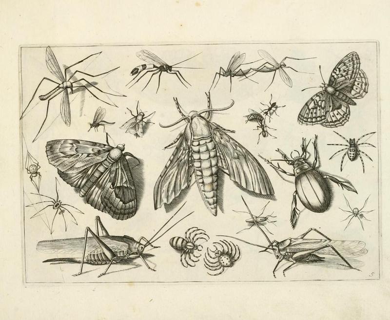 Diversæ insectarum volatilium (Plate 5) (6921322444)