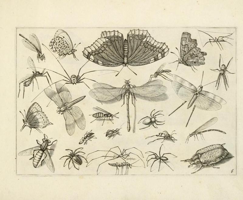 Diversæ insectarum volatilium (Plate 6) (7067402443)