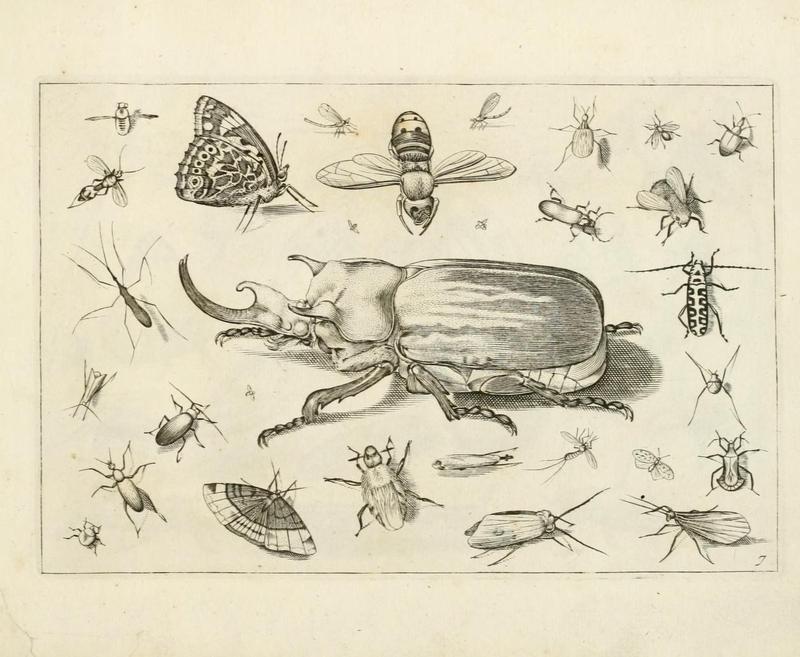 Diversæ insectarum volatilium (Plate 7) (6921322940)