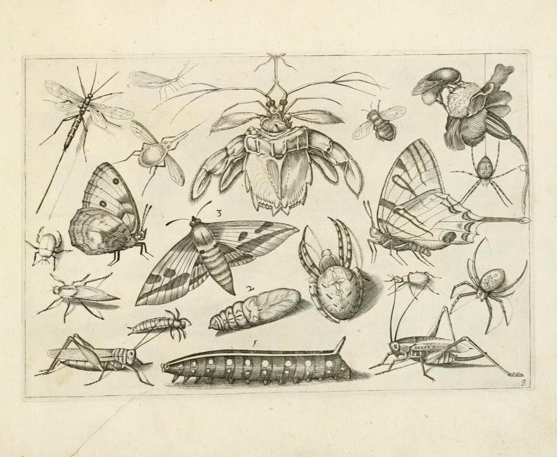 Diversæ insectarum volatilium (Plate 8) (6921323150)