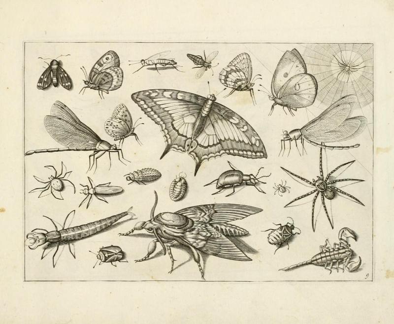 Diversæ insectarum volatilium (Plate 9) (6921323362)