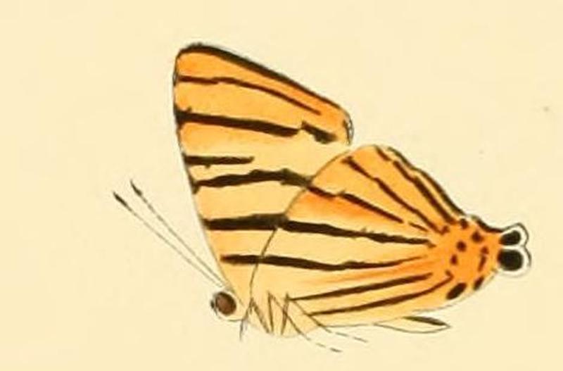 Dodona adonira1