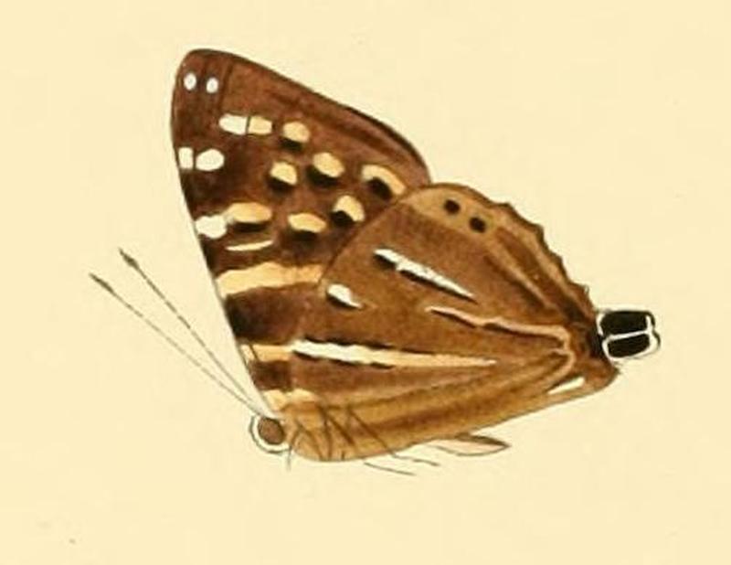Dodona dipoea