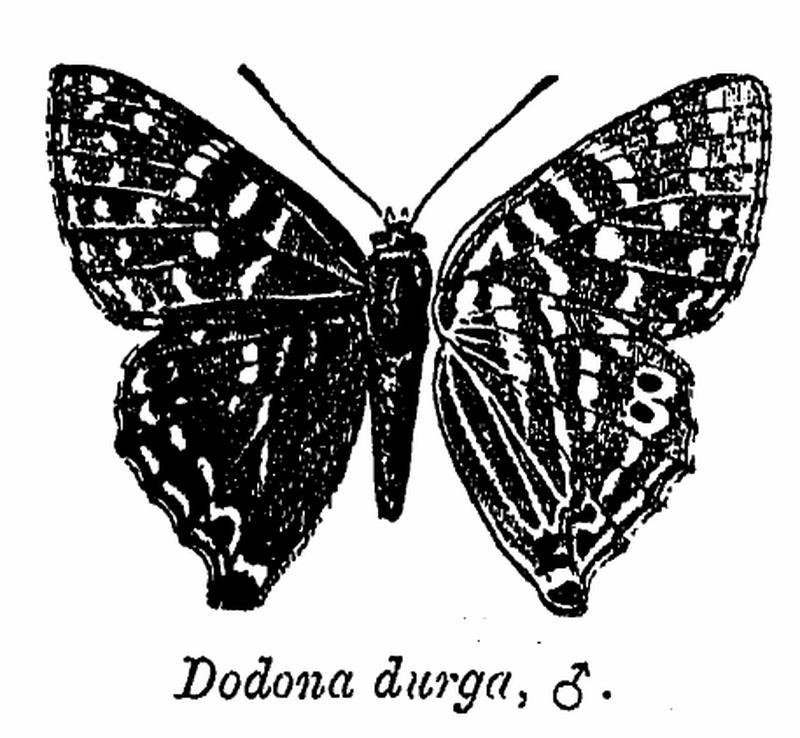 Dodona durga ctb