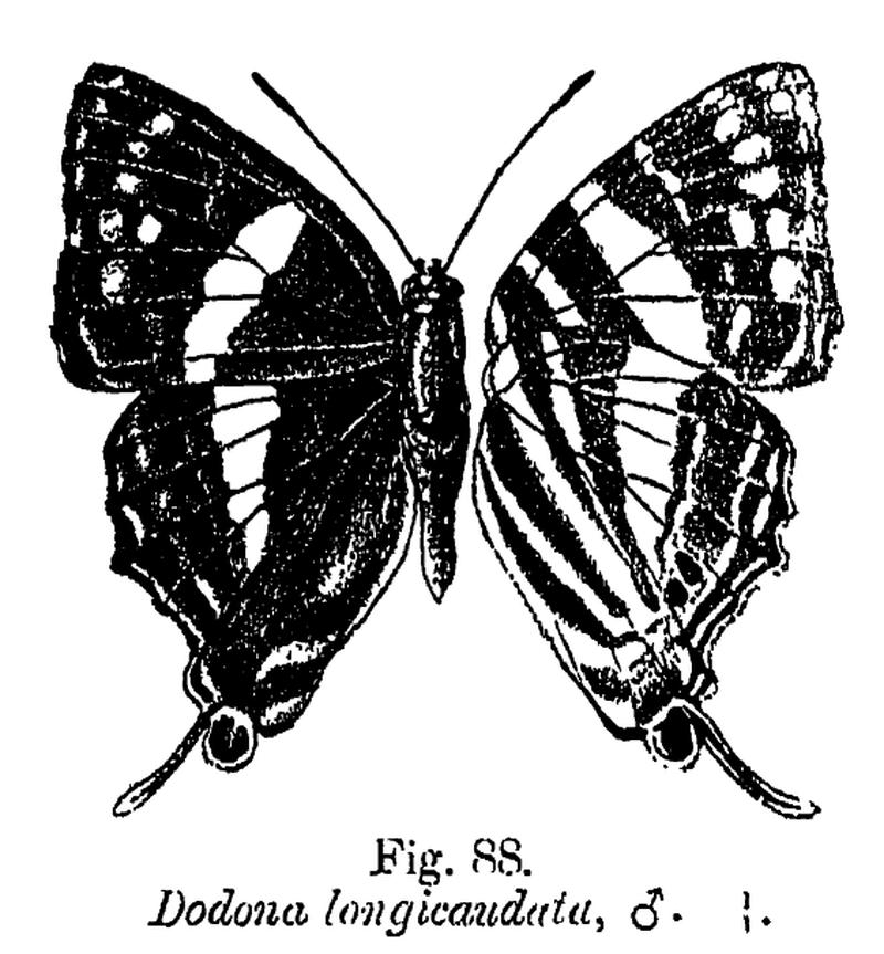 Dodona longicaudata ctb
