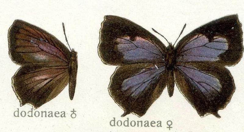 Dodonaea