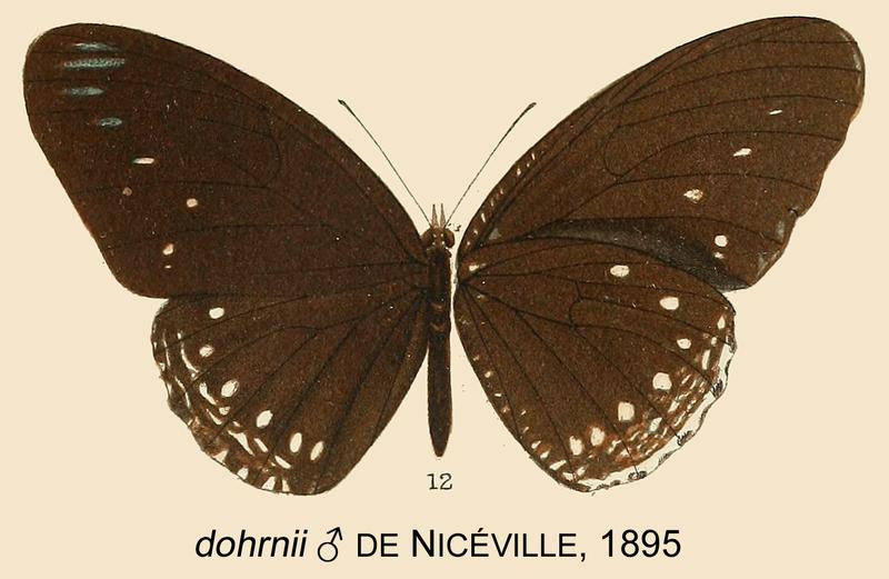 DohrniiDeNiceville1895OD