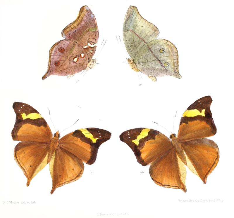 DoleschalliaAndamanica 335 2