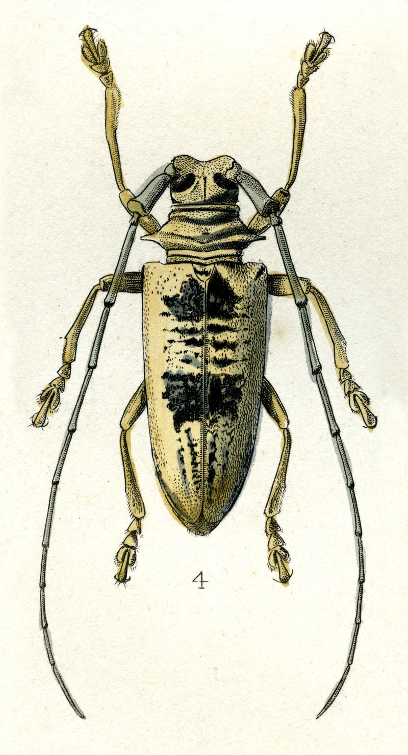 Dolichoprosopus leuciscus (Pascoe)