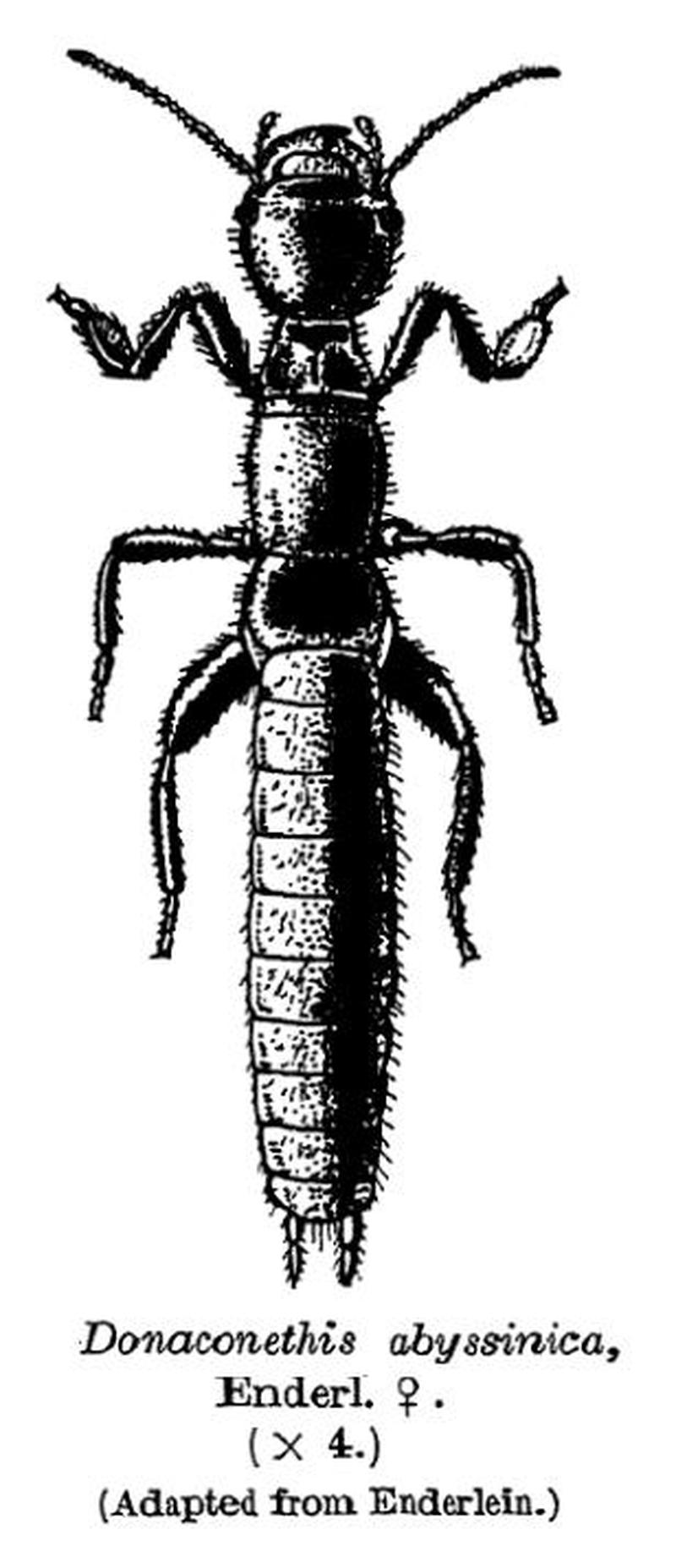 Donaconethis abyssinica female Embioptera