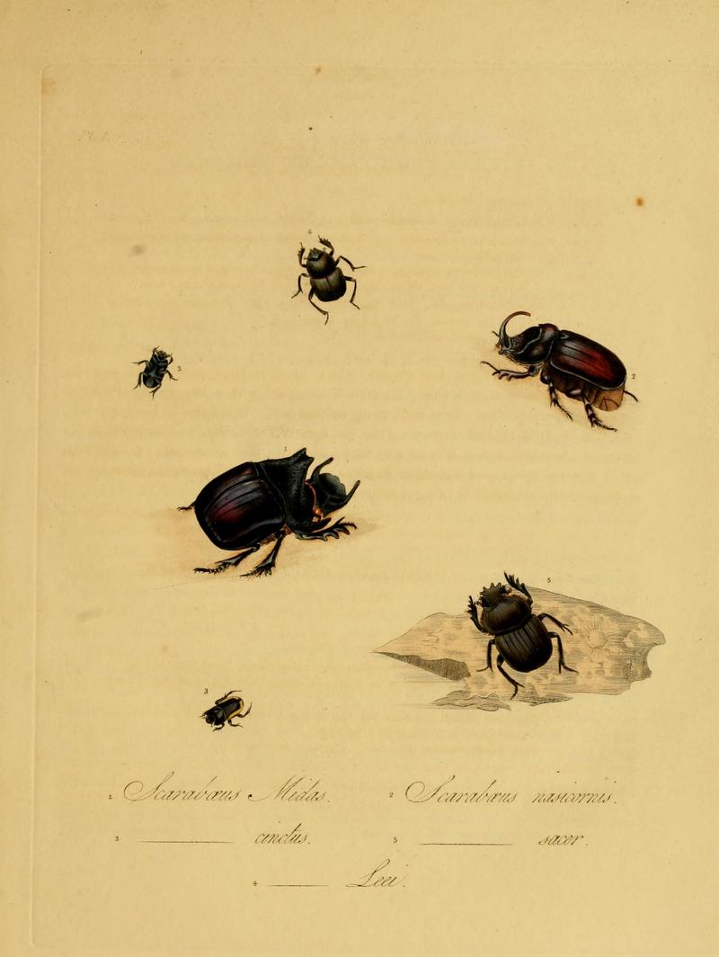 Donovan - Insects of China, 1838 - pl 01