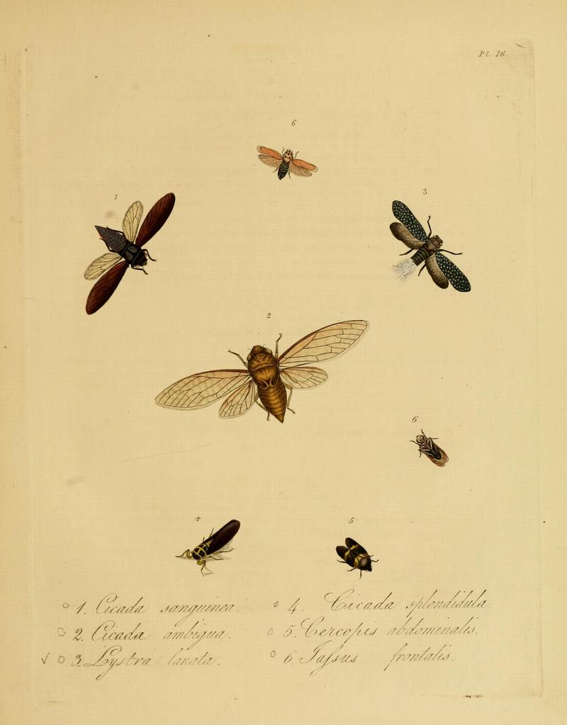 Donovan - Insects of China, 1838 - pl 16