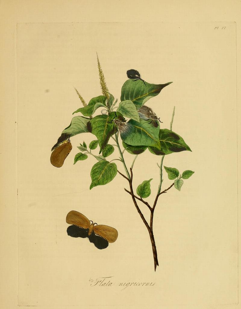Donovan - Insects of China, 1838 - pl 17