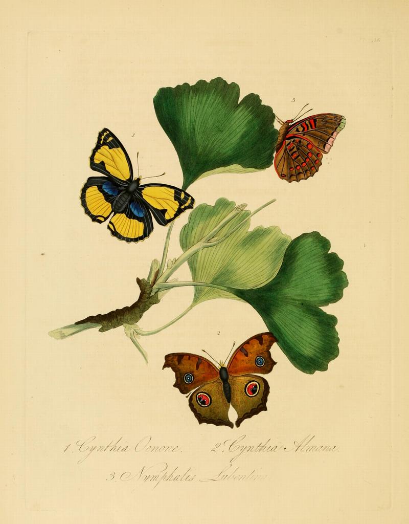 Donovan - Insects of China, 1838 - pl 36