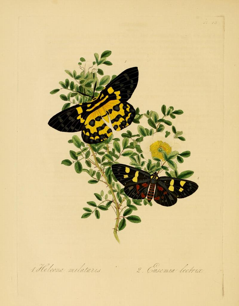 Donovan - Insects of China, 1838 - pl 43