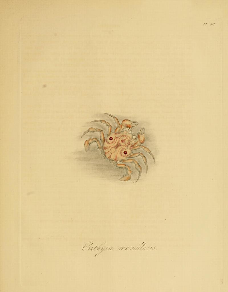Donovan - Insects of China, 1838 - pl 48