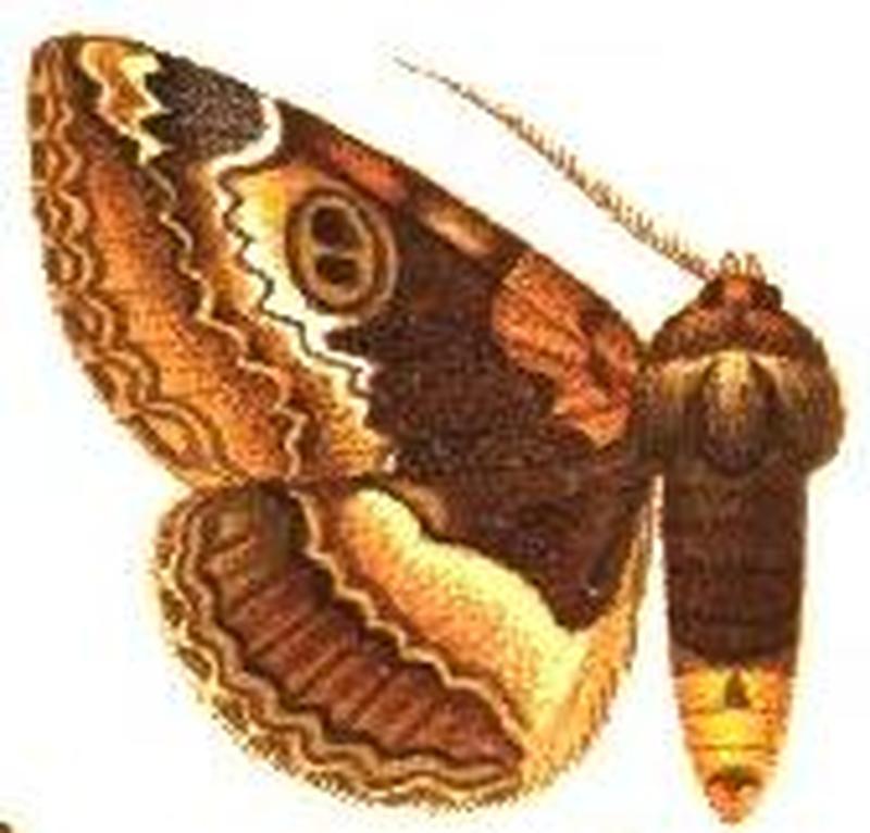 Donuca xanthopyga