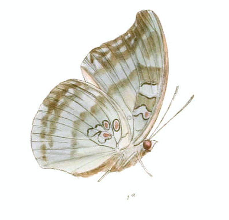 DophlaEvelina228 1a