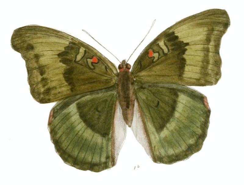 DophlaEvelina228 1b
