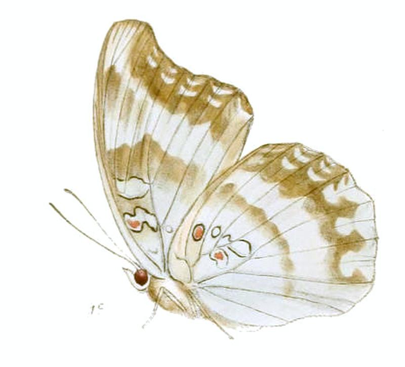 DophlaEvelina228 1c