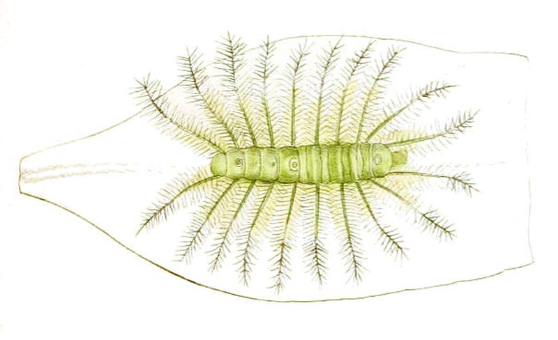 DophlaLaudabilis229 1-