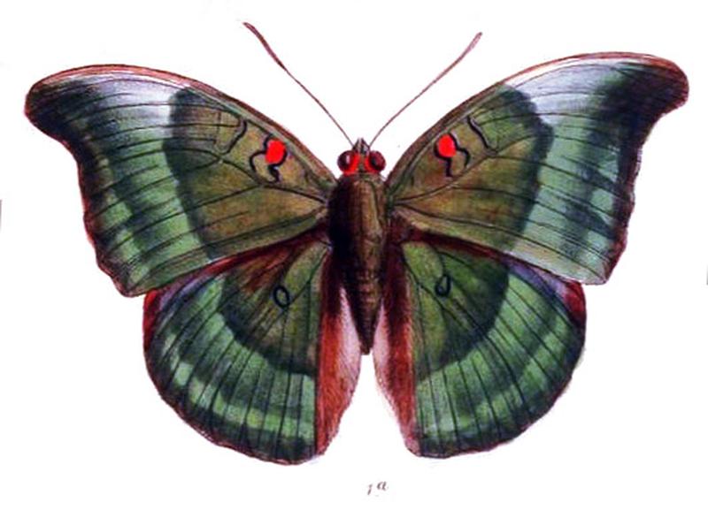 DophlaLaudabilis229 1a