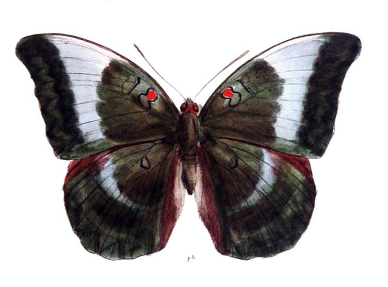 DophlaLaudabilis229 1b