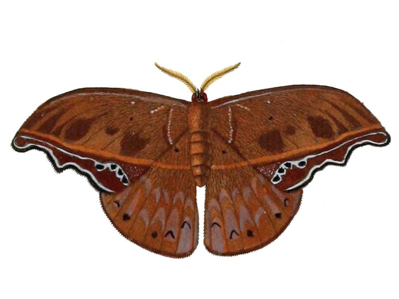 Draconipteris mirabilis