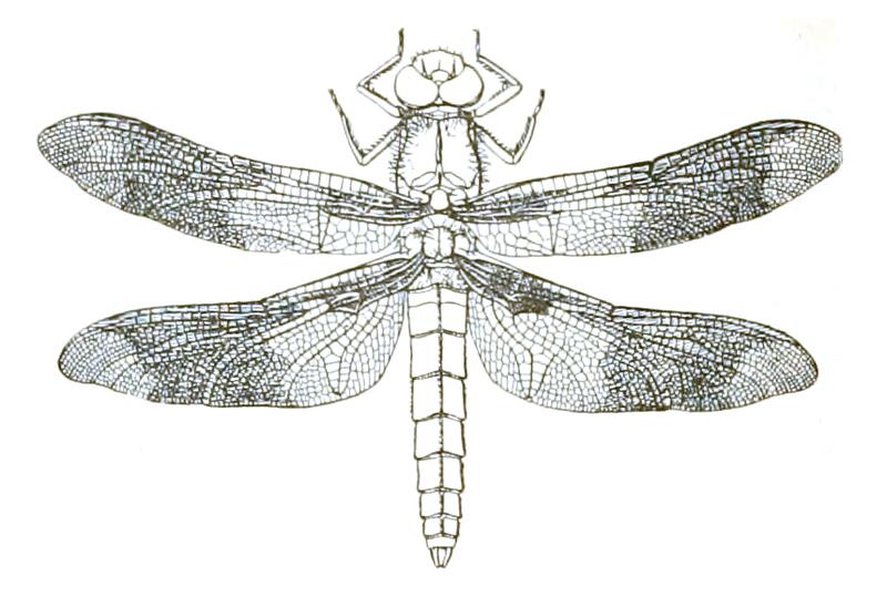 Dragonfly icon