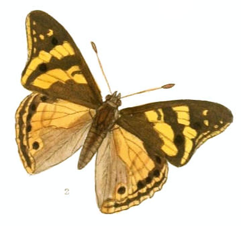 DraviraUlupi193 2