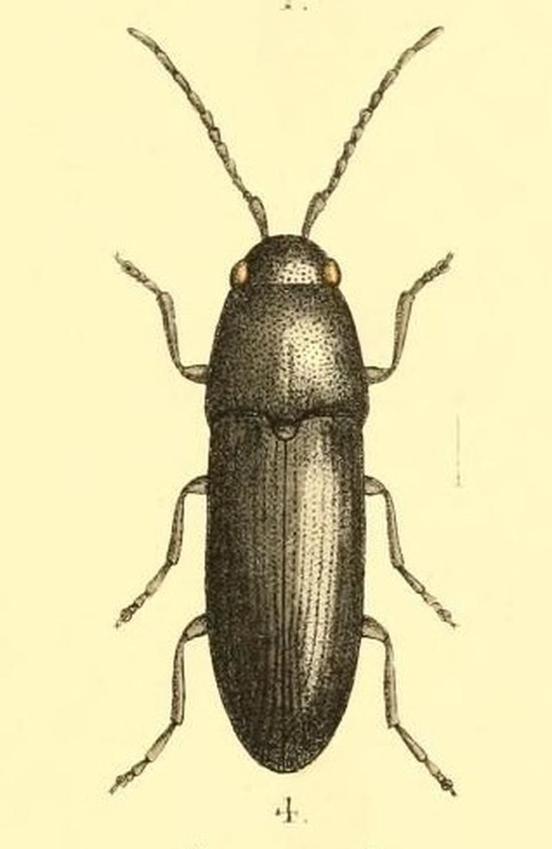 Dromaeolus nigellus (cropped)