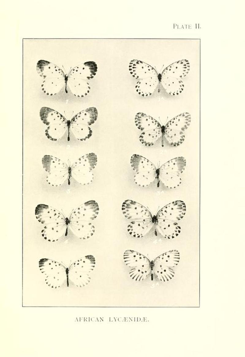 DruceIllustrationsAfricanLycaenidaePlate2