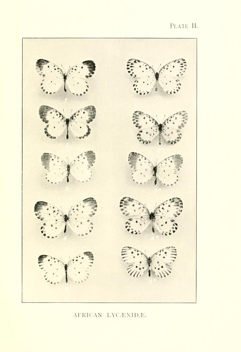 DruceIllustrationsAfricanLycaenidaePlate2hr